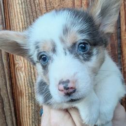 Dilute Blue Merle Female - Blue merle and white female Cardigan Welsh Corgi puppy in Chehalis, Washington from Triple B Corgis