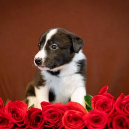 Border Collie, Papillon, Sporty Mix, and Whippet Puppies from Old Hemp Border Collies / Open Horizon Sport Dogs