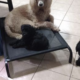 Poodle and Whoodle All Grown Up from Twin Pines