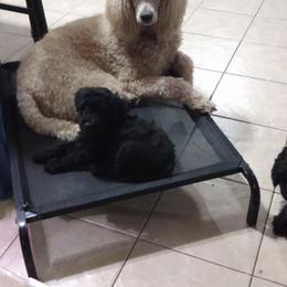 Poodle and Whoodle All Grown Up from Twin Pines