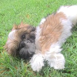 Girl 3 - Tricolor female Shih Tzu puppy in Bishop, California from Shih Tzu G-ma