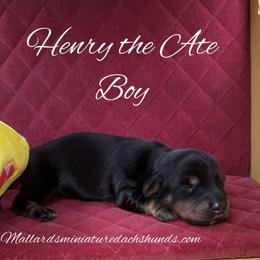 Henry the Ate - Black and tan male Dachshund puppy in Montevallo, Alabama from Mallard's Miniature Dachshunds