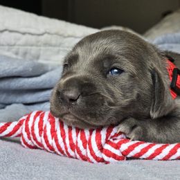 Weimaraner Puppies from Waggin' Weims