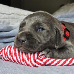 Weimaraner Puppies from Waggin' Weims