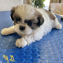 Shih Tzu Puppies from Willow Lane Shih Tzus