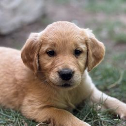 Yellow Girl - Golden female Golden Retriever puppy in Scio, Oregon from Stackhouse Family Farm