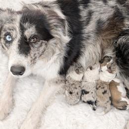 Border Collie puppies from Aloha Border Collies