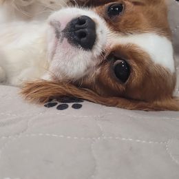 Bichon Frises, Cavalier King Charles Spaniels, and West Highland White Terriers from Beloved Bichons