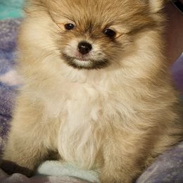 Thumper - Orange sable male Pomeranian puppy in Sherman, Texas from Wynter Wonderland Poms