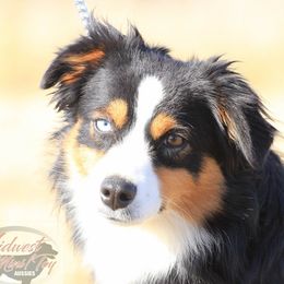 Remi - Toy Australian Shepherd