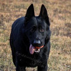 Jackson - German Shepherd