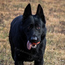 Jackson - German Shepherd