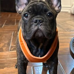 Drax - Brindle French Bulldog puppy in Mc Allen, Texas from Frenchie House LLC