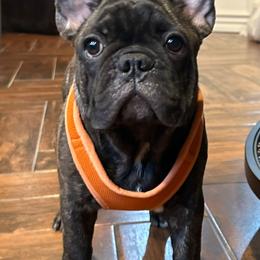 Drax - Brindle French Bulldog puppy in Mc Allen, Texas from Frenchie House LLC