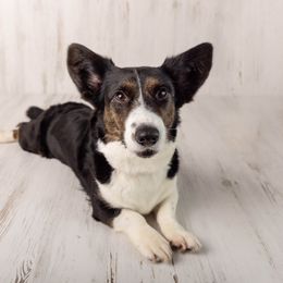 Australian Cattle Dog and Cardigan Welsh Corgi All Grown Up from Shinra Cardigans and Teyvat ACDs