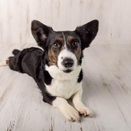 Australian Cattle Dog and Cardigan Welsh Corgi All Grown Up from Shinra Cardigans and Teyvat ACDs