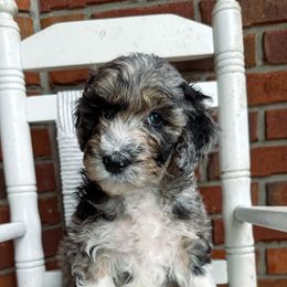 Aussiedoodle Puppies from Ridgeline Doodles