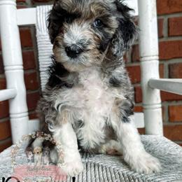 Aussiedoodle Puppies from Ridgeline Doodles
