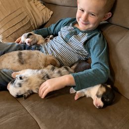 American Corgi and Pembroke Welsh Corgi Puppies from Abundant Joy Corgis