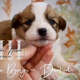 Sable Fluff Boy Docked Tail - Sable male Pembroke Welsh Corgi puppy in Locust Grove, Oklahoma from Hidden Hillsides Corgis