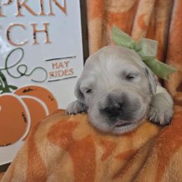 Girl 2 - Light golden female Golden Retriever puppy in Belton, Missouri from Dharma's Way Golden Retrievers