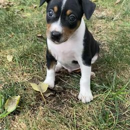 Rat Terrier Puppies from Hawthorne Terriers