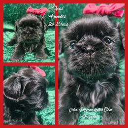 Opal - Black female Shih Tzu puppy in Maize, Kansas from Air Capital Shih Tzu Puppies