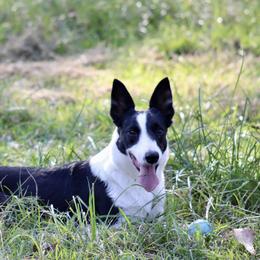 Ellie - Border Collie