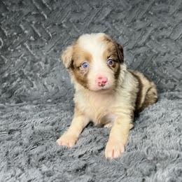 Belle - Red merle female Miniature Australian Shepherd puppy in Alabama from SBA Aussies