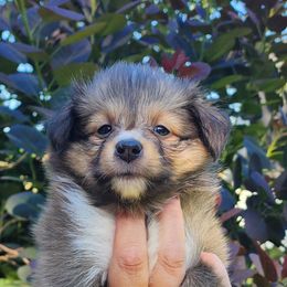 Coco - Sable and white female Shetland Sheepdog puppy in Weedsport, New York from M&M Shelties and Smooch-A-Bulls English Bulldogs