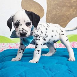 Dorie - White and black female Dalmatian puppy in Sedalia, Missouri from Missouri Dalmatians