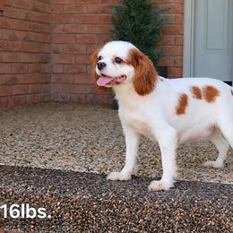 Gail - Cavalier King Charles Spaniel