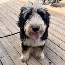 Dolly - Bernedoodle