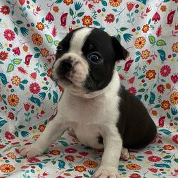Vale - Black and white male Boston Terrier puppy in Fillmore, Illinois from Wind Hill Puppies