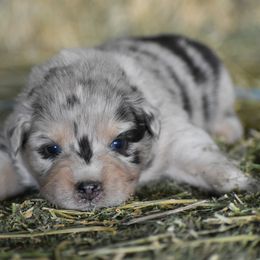 Australian Shepherd Puppies from 10-BAR-Y RANCH