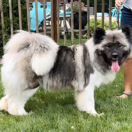 Maggie - Akita puppy from Main Street Akitas