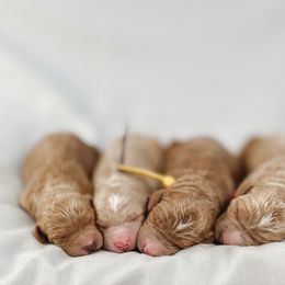 Aussiedoodle and Goldendoodle Puppies from Garside Doodles
