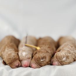Aussiedoodle and Goldendoodle Puppies from Garside Doodles