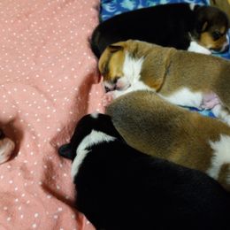 Pembroke Welsh Corgi Puppies from Havaheart Corgis
