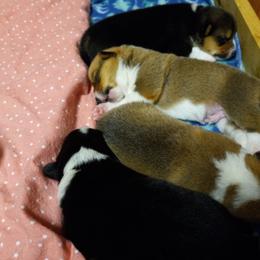 Pembroke Welsh Corgi Puppies from Havaheart Corgis