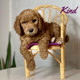 Poodle Puppies from Cityscape Moyen Poodles