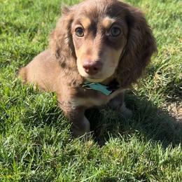 Dachshund Puppies from Lone Star Dachshunds