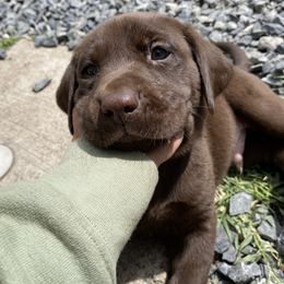 MEATLOAF (Green Collar) - Labrador Retriever puppy from Christian Martir