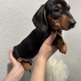 Frankie - Black and tan male Dachshund puppy in Modesto, California from Raws Doxies