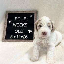 Bruce - White male Bernedoodle puppy in Sparrows Point, Maryland from Rosie’s Puppies