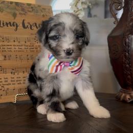 Basil - Blue merle male Aussiedoodle puppy in Cartersville, Georgia from Simply Blessed Doodles