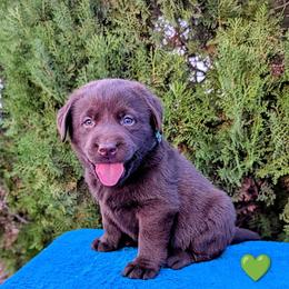 Green Collar - Chocolate male Labrador Retriever puppy in Yucca Valley, California from Beachn Ranch