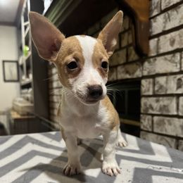 Teddy Roosevelt Terrier puppies from K&B Menagerie Teddy Roosevelt Terriers