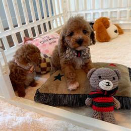 MAUI - Apricot male Maltipoo puppy in Sugar Land, Texas from Celebrity Maltipoos