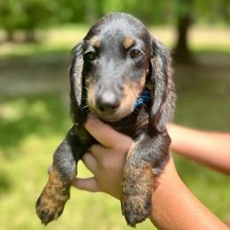 SOLO AKC HEALTH GUARANTEE - Brindle male Dachshund puppy in El Dorado, Arkansas from LovelylilDoxies